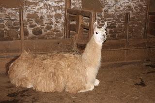 Tonte des lamas