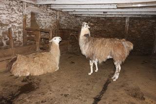 Tonte des lamas