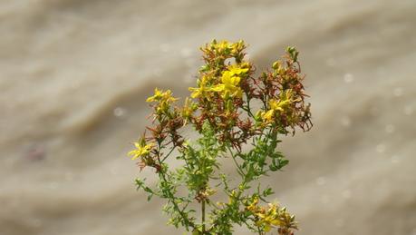 Un matin de Garonne laiteuse Un matin de Garonne laiteuse