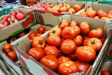 Serres chauffées en bio : ils veulent changer la saisonnalité de la tomate !