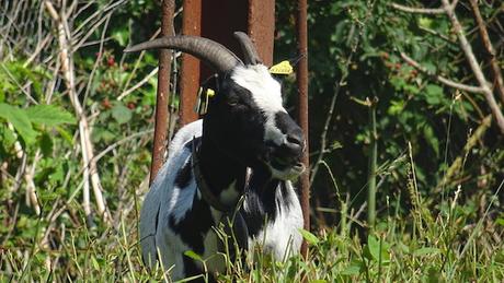 Un petit chemin qui sent la chevrette