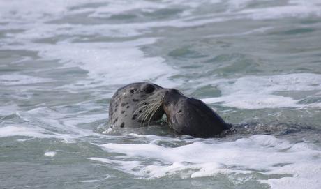Pays Etranger- La côte Ouest des Etats Unis