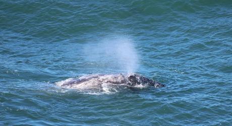 Pays Etranger- La côte Ouest des Etats Unis