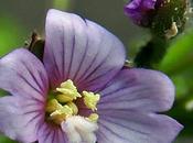 Épilobe petites fleurs (Epilobium parviflorum)
