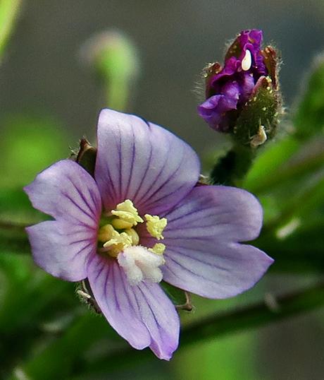 Épilobe à petites fleurs (Epilobium parviflorum)