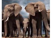Botswana solutions pour sauver éléphants