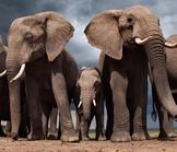 Sauvegarde des éléphants au Botswana