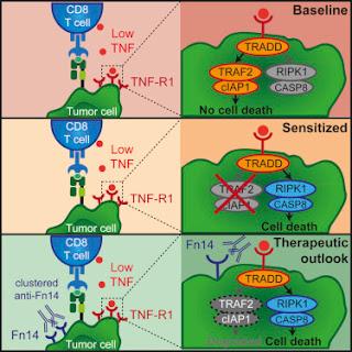 #Cell #TNF #immunothérapie #cytotoxicité Augmentation de l’Impact de l’Immunothérapie par la Baisse du Seuil de Cytotoxicité du TNF