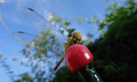 Un anti-moustique peu farouche