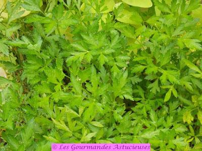 Biscuits apéritifs aux 3 saveurs (Vegan)