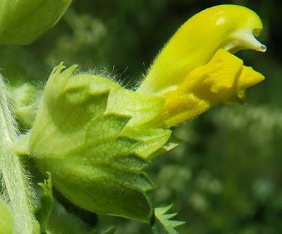 Rhinanthe velue (Rhinanthus alectorolophus) Rhinanthe velue (Rhinanthus alectorolophus)
