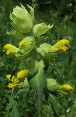 Rhinanthe velue (Rhinanthus alectorolophus) Rhinanthe velue (Rhinanthus alectorolophus)