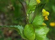 Rhinanthe petites fleurs (Rhinanthus minor)