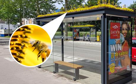 Pays-Bas : 300 abrisbus transformés en refuges pour abeilles