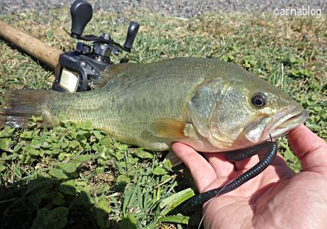 Sortie bass Sortie bass
