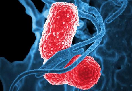Si le contact humain est bien responsable de 90% de la propagation d'une espèce de bactérie résistante aux antibiotiques, Klebsiella pneumoniae (visuel), il ne l’est qu’à concurrence de moins de 60% pour la propagation d’autres espèces bactériennes.