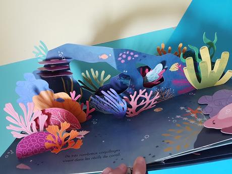 Trésors de l'Océan - Découvre le monde fabuleux des coquillages en pop-up de Janet Lawler et Lindsay Dale-Scott ♥ ♥ ♥