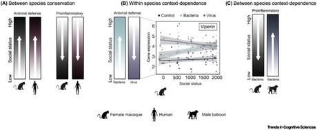 #trendsincognitivesciences #primates #rangsocial Rang Social et Régulation Génique : Conservation et Contexte-Dépendance chez les Primates