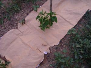 Paillage avec des sacs de blé Paillage avec des sacs de blé