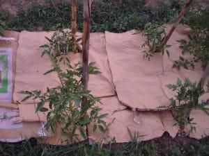 Paillage avec des sacs de blé Paillage avec des sacs de blé
