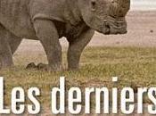 derniers rhinocéros