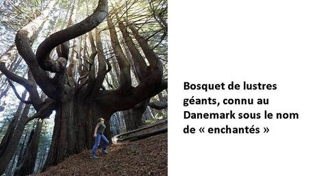 Divers - Des arbres superbes - 2