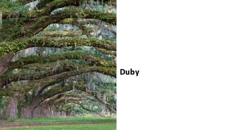 Divers - Des arbres superbes - 2