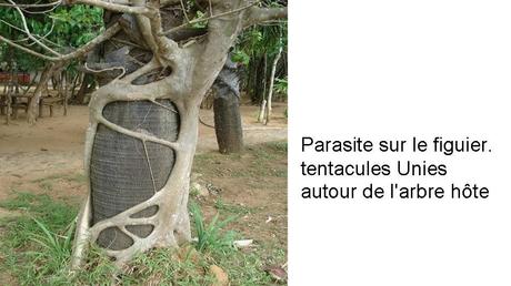 Divers - Des arbres superbes - 2