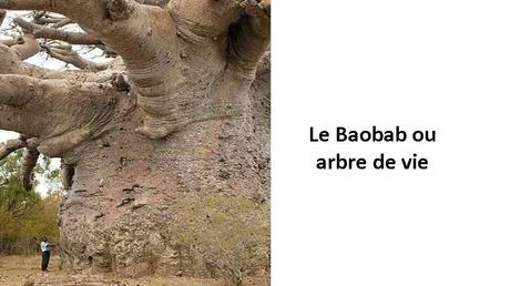 Divers - Des arbres superbes - 2