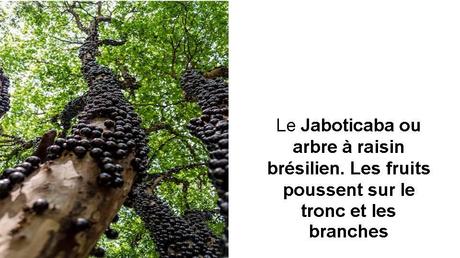 Divers - Des arbres superbes - 2