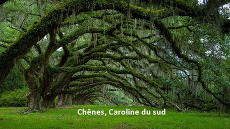 Divers - Des arbres superbes - 2