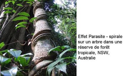 Divers - Des arbres superbes - 2