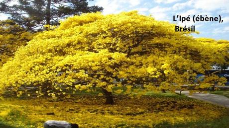 Divers - Des arbres superbes - 2