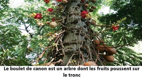 Divers - Des arbres superbes - 2