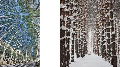 Divers - Des arbres superbes - 2