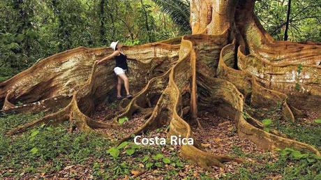 Divers - Des arbres superbes - 2