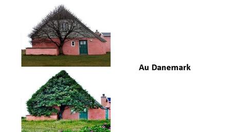 Divers - Des arbres superbes - 2