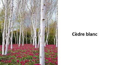 Divers - Des arbres superbes - 2