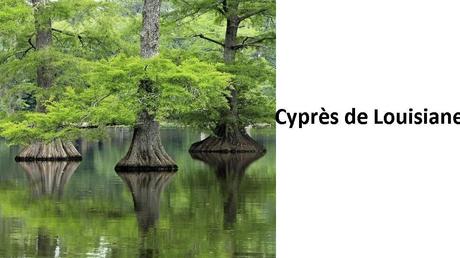 Divers - Des arbres superbes - 2