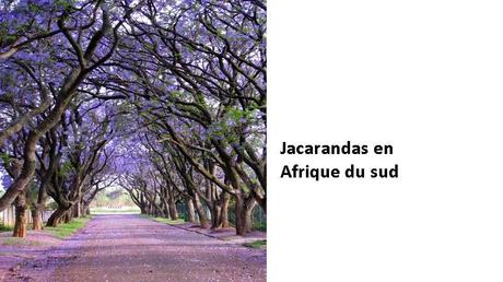 Divers - Des arbres superbes - 2