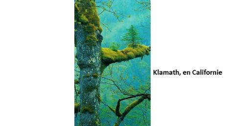 Divers - Des arbres superbes - 2