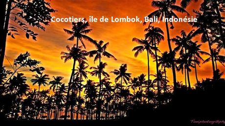 Divers - Des arbres superbes - 2