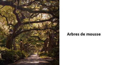 Divers - Des arbres superbes - 2