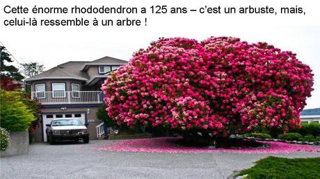 Divers - Des arbres superbes - 2