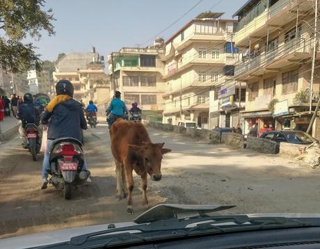Les vaches en ville