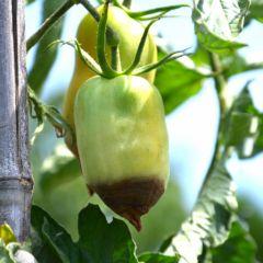 FAUSSES MALADIES DE LA TOMATE