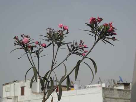 Apulée n°2 - juillet 2019 DSCN7849