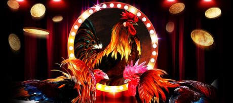 Online Casino Cock Fighting – Have Fun And Also An Amusement