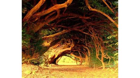 Divers - Des arbres superbes - 3