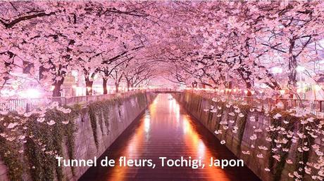 Divers - Des arbres superbes - 3